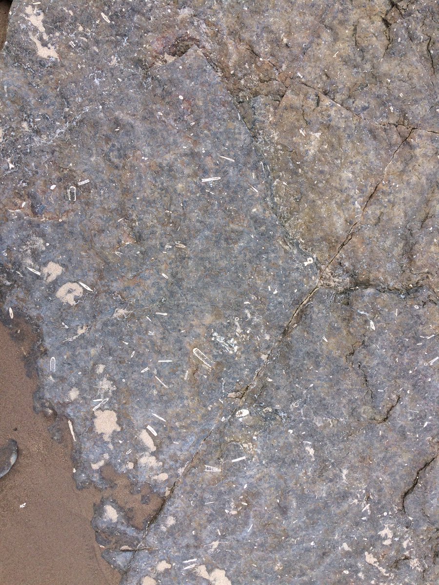 GreatGeology's tweet image. Fossil bearing Limestone around #Cocklawburn beach in the @northcoastaonb! Enjoying my last bit of english #geology for a while (I will be back in England before the bike trip is over!) as I make my way into #Scotalnd #Cycletouring #Greatgeology