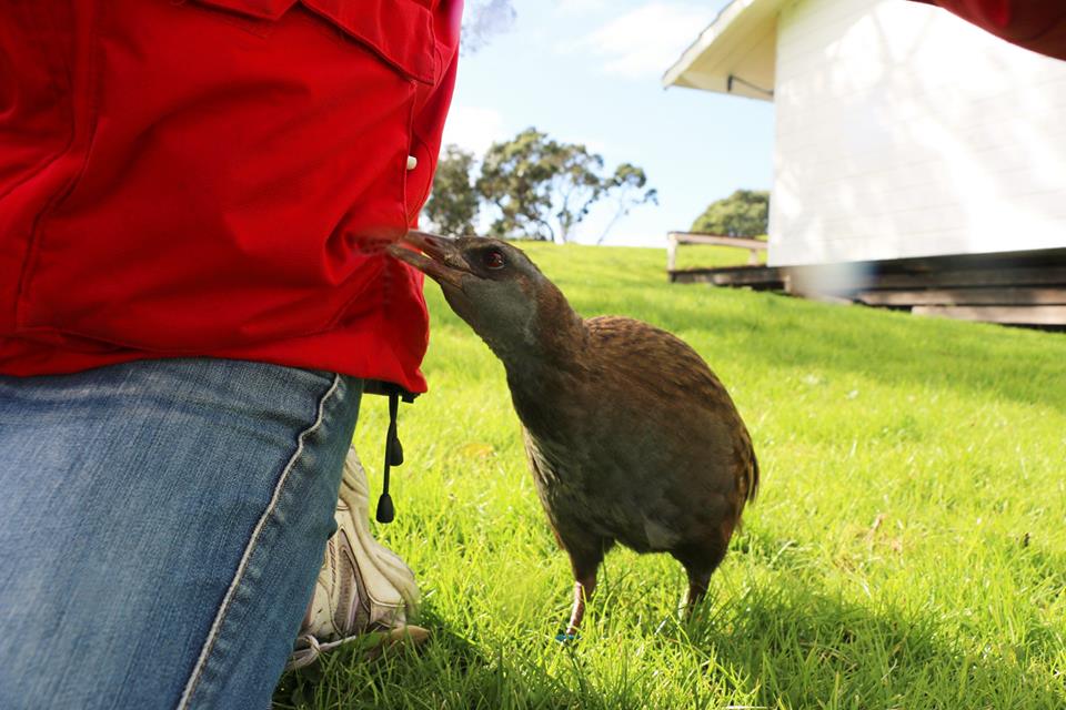VoteWeka's tweet photo. With only a couple of days left to vote for #birdoftheyear, check out this Forest and Bird post  '10 incredible facts about weka to impress your mates with'
 #VoteWeka at https://t.co/d7UGS2M3z9! 
https://t.co/e9VUUW7Qpc https://t.co/FeJgSMSOXp