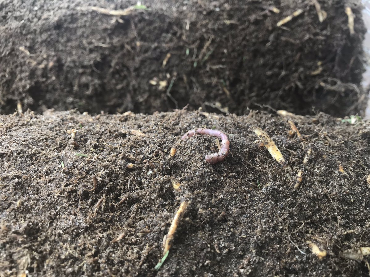 EcoGrowth_AUS's tweet photo. Dick Lovegrove proudly showing off the earth worms in his freshly rolled turf! #EcoGEmerald #EcoGRed #humus400 https://t.co/3K5HTqsib2