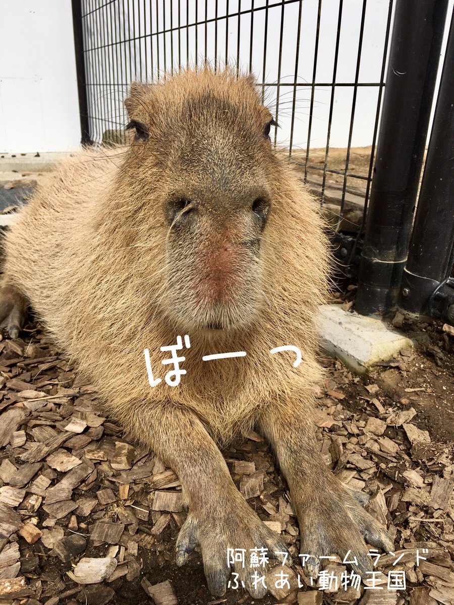 阿蘇ファームランド ふれあい動物王国 Asomanabi Twitter