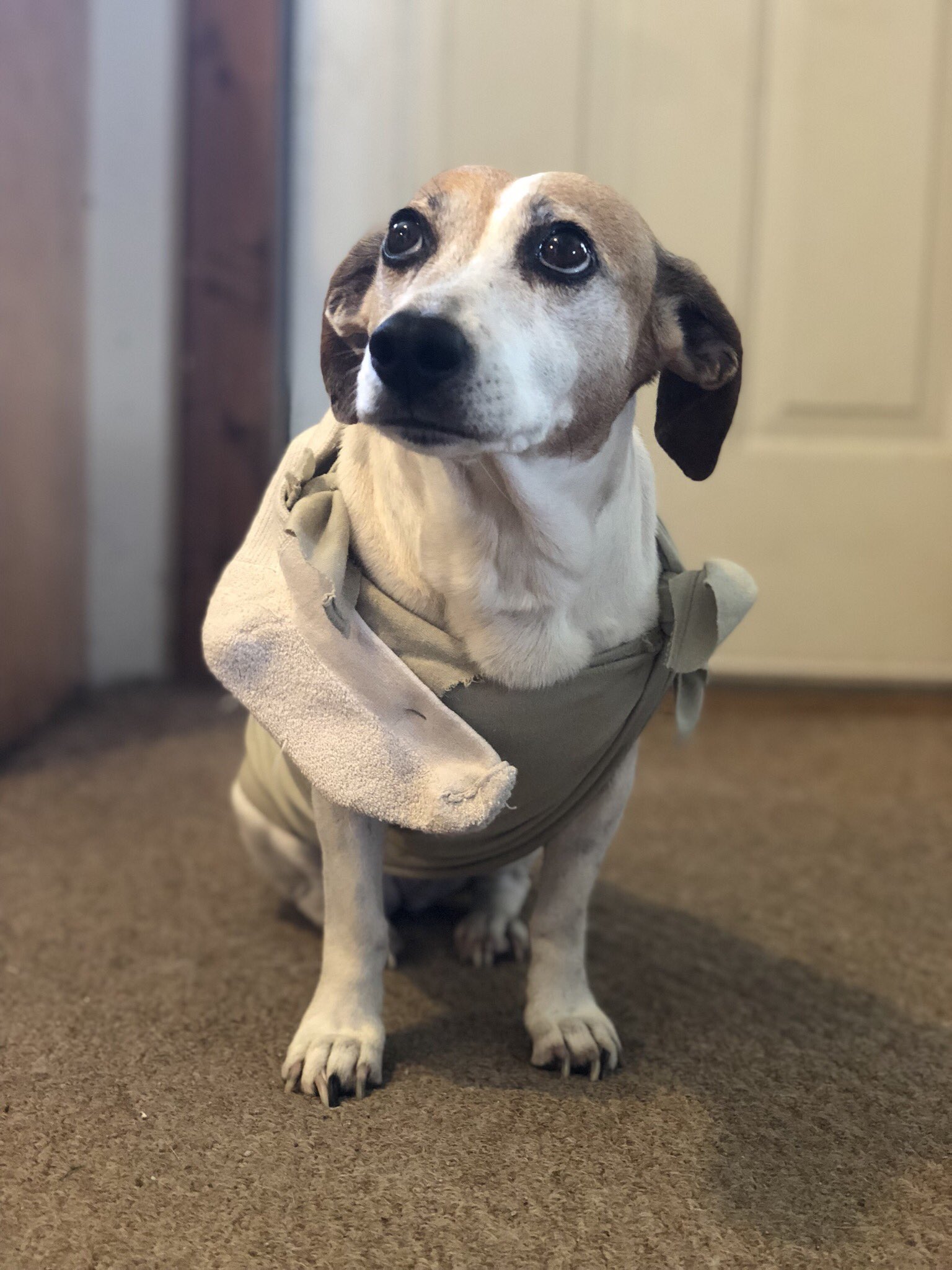 Jaylen of s on X I m not the only actor in the family. Master has given Whinny a sock. Whinny is freeee to go to Halloween dobby dogs jackrussell jrt costume dogcostume