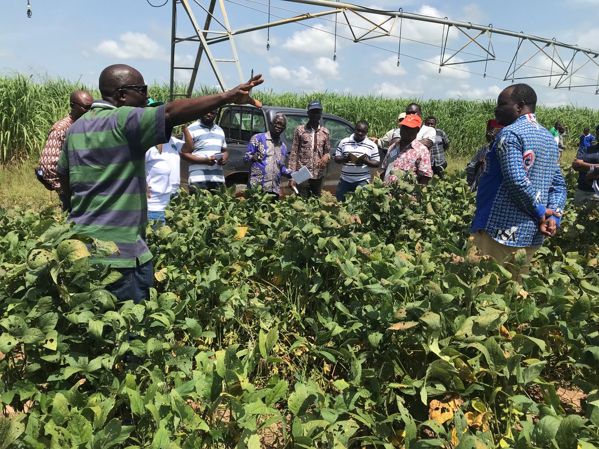 NVRRC recommends the release of a new soybean variety from CSIR-SARI, TGX 1844. This new variety comes with higher yield potential, low shattering and high biomass for increased soil fertility