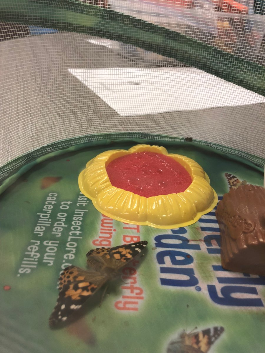 GESCErvin's tweet image. We have butterflies in 2nd-Grade! Another reason why we&apos;re #SoaringinSecond @HESRegalEagle #HESSoars