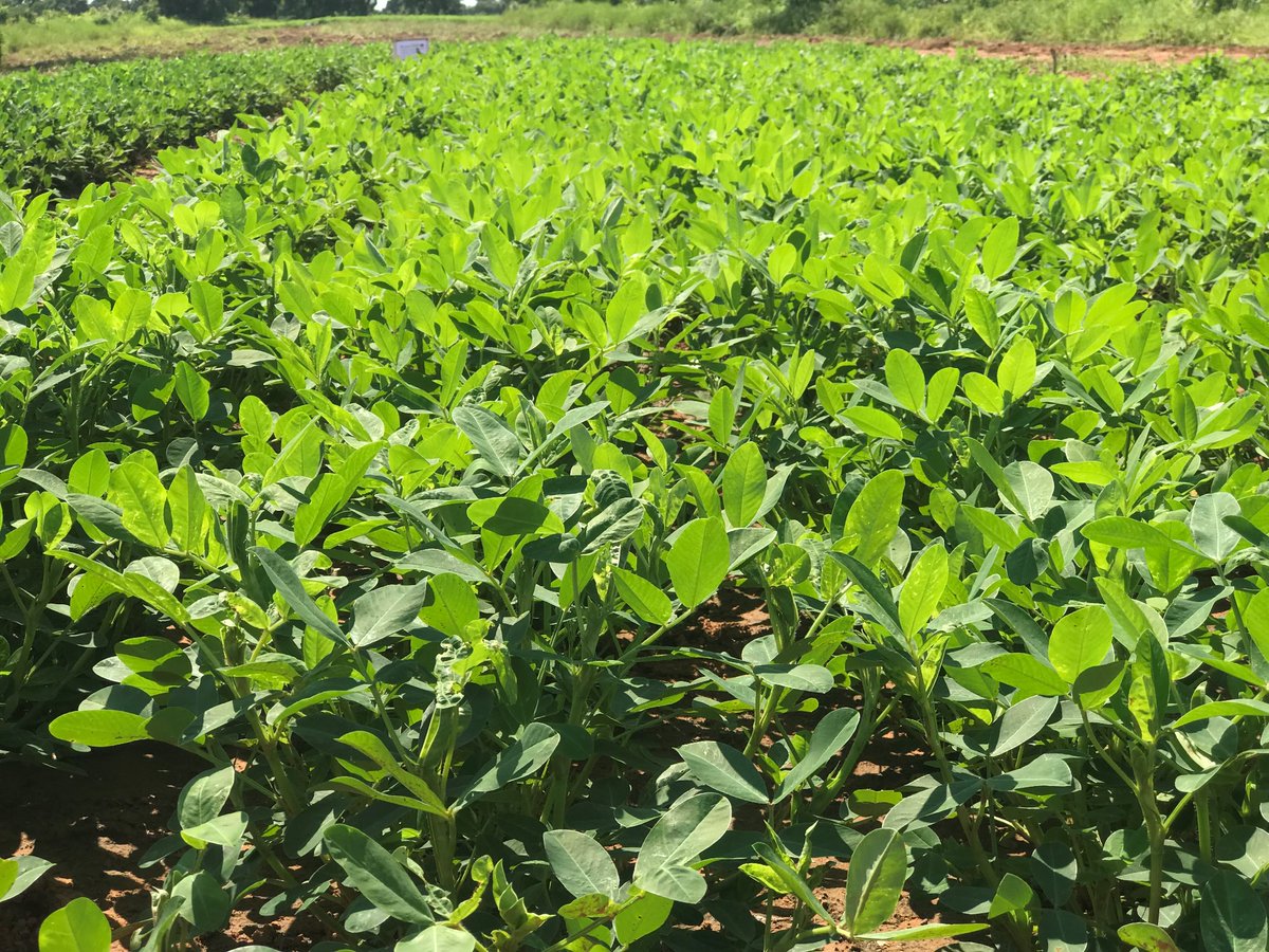 NVRRC recommends the release of two new groundnut varieties from CSIR-SARI, GAF 1723 and ICGV-IS-08837. These come with a higher pod yield than the popular farmers varieties, High haulm yield and more than 40% oleic with more than 20% kernel protein.