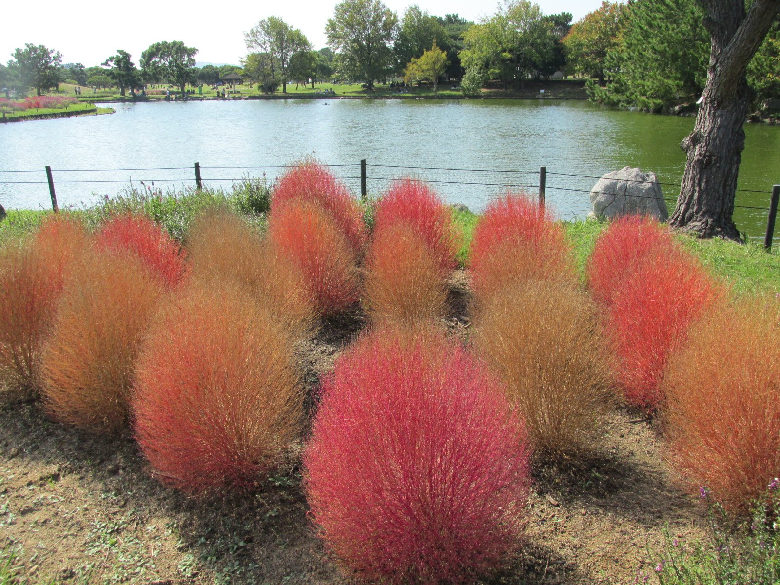 いまここに 福岡 おとぎの国のようなコキアと池 冬に枯れると枝を集めて箒をつくることができるので ホウキグサという名ももっています ベランダで育てていたこともありました 福岡 海の中道海浜公園 T Co Axouukaiyk Twitter