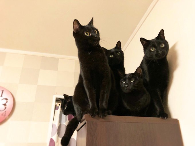 我が家には黒猫が5にゃんいます ねこ ネコ 猫 黒猫かわいい そもそも猫がかわいい
