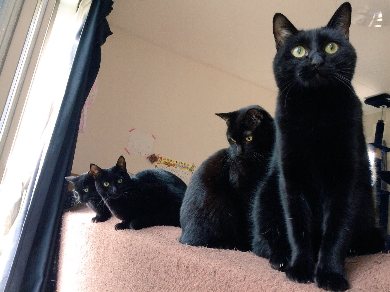 猫野四季 我が家には黒猫が5にゃんいます ねこ ネコ 猫 黒猫かわいい そもそも猫がかわいい T Co Mi2gspgecy Twitter