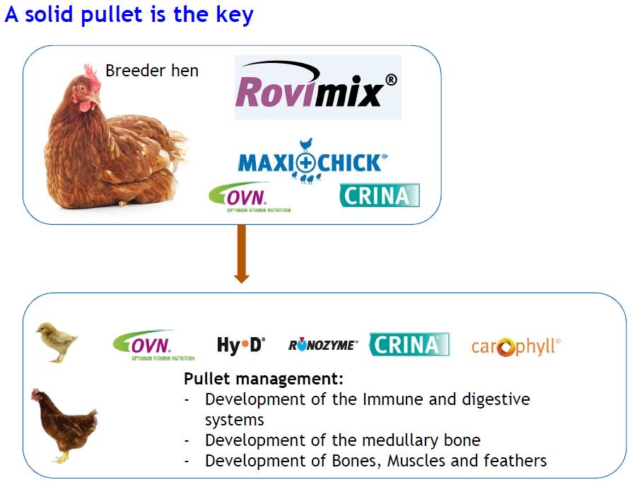 NuanpaA's tweet photo. “The extended laying cycle” by Dr. Murtala Umar Faruk, Senior Scientist - Poultry Nutrition, DSM Nutritional Products France https://t.co/l5gRoNUdzi