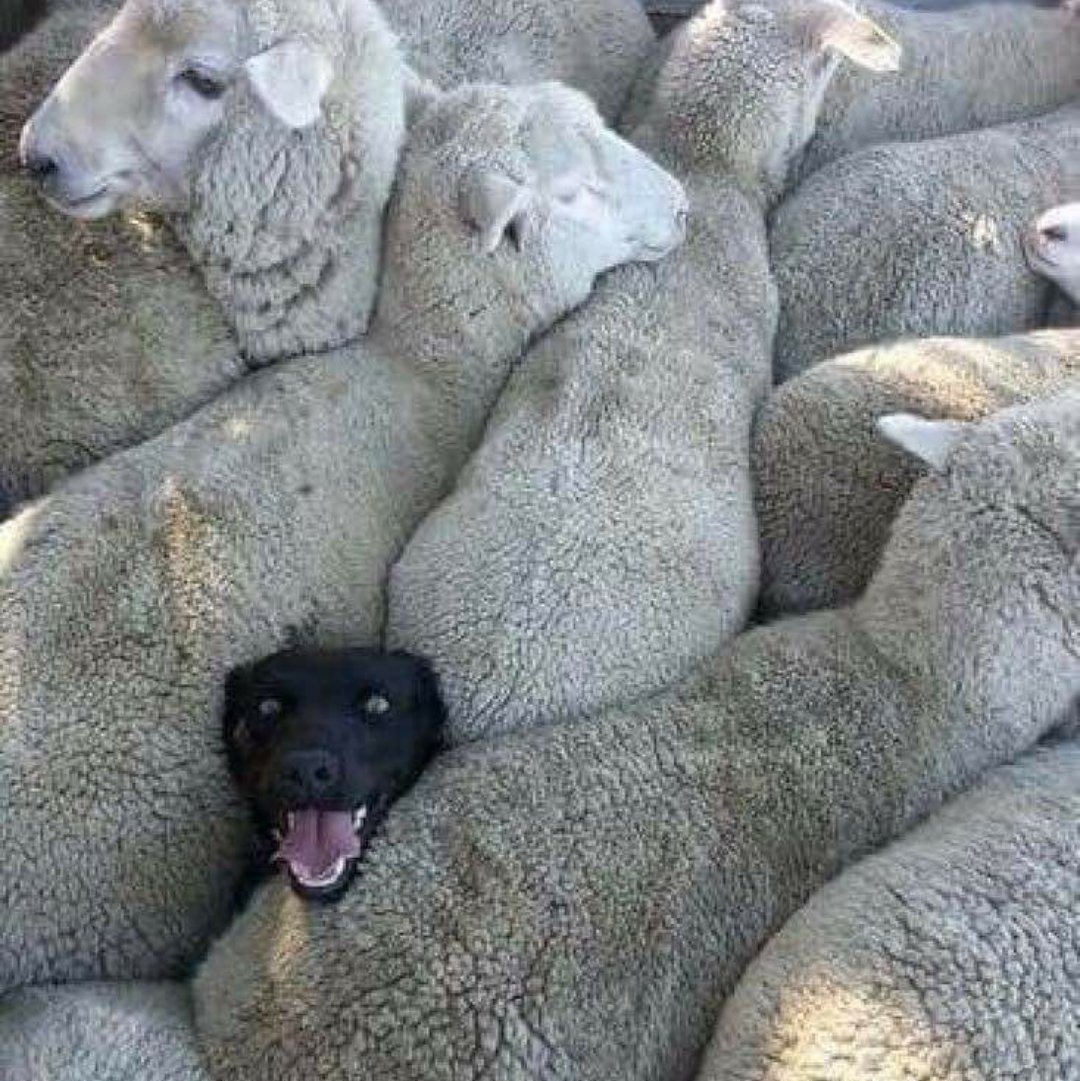 TigerlilyAgency's tweet photo. This is Dave.

Dave lied about having Sheepdog experience on his CV.

He got caught out.

Don't be like Dave.    😂🤣

#fridayfunny #sendusyourcv #liesarebad https://t.co/tVM6dowLeF