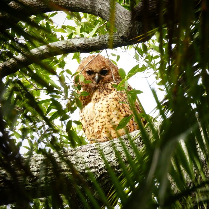 CampSetari's tweet image. I'm watching you 😁 the elusive and beautiful Pel's fishing owl @CampSetari @DeltaOkavango