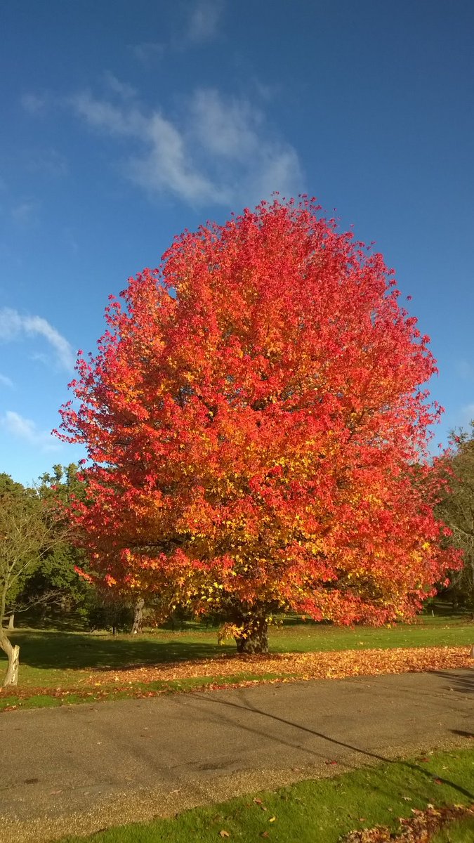 Harvey Stephens tweet media