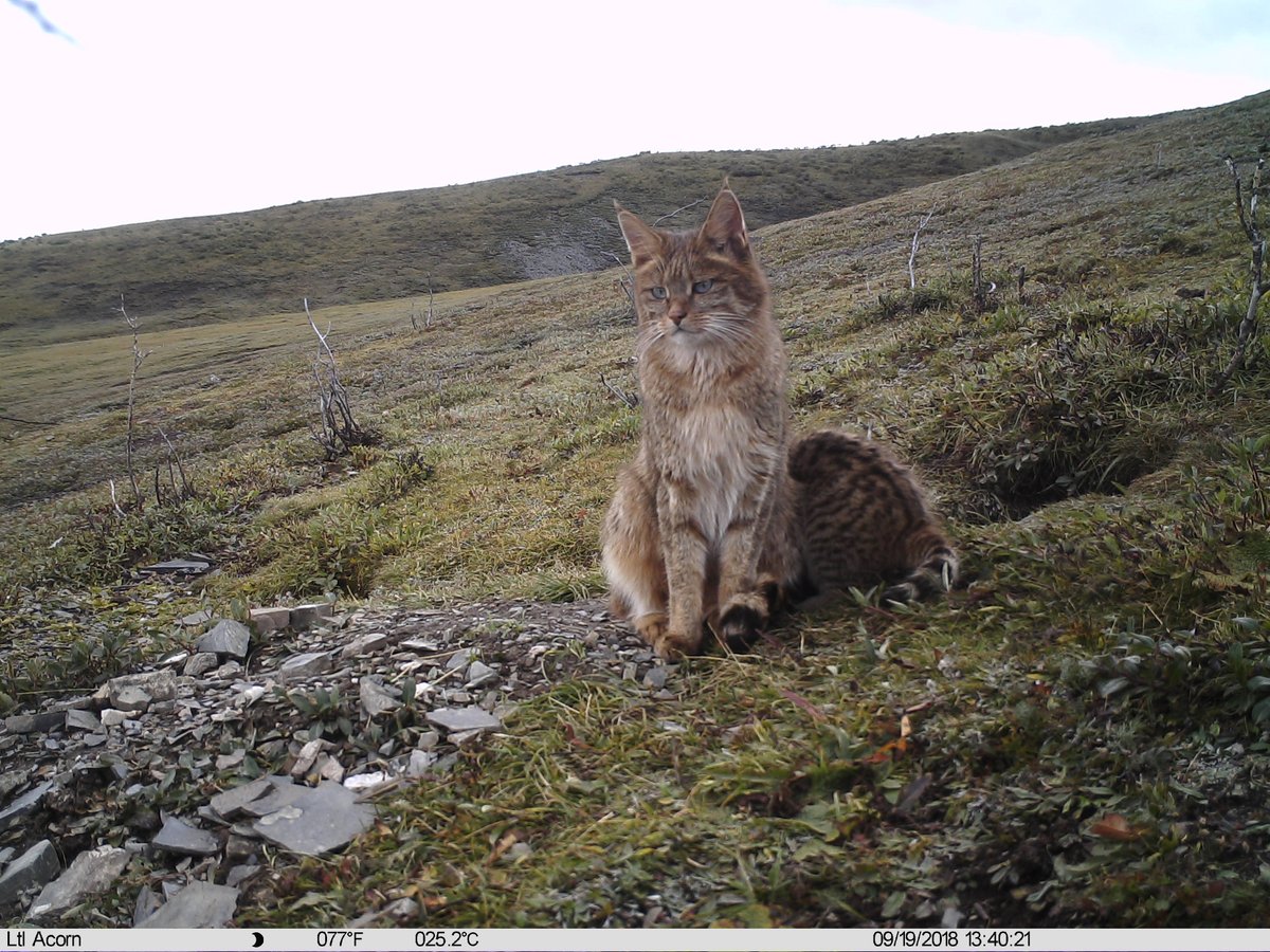 BirdingBeijing's tweet photo. Incredible footage of one of the world's most poorly known felids - CHINESE MOUNTAIN CAT - from Qinghai Province.  For the story, see https://t.co/BFHykochQt https://t.co/uwQXtnE27D