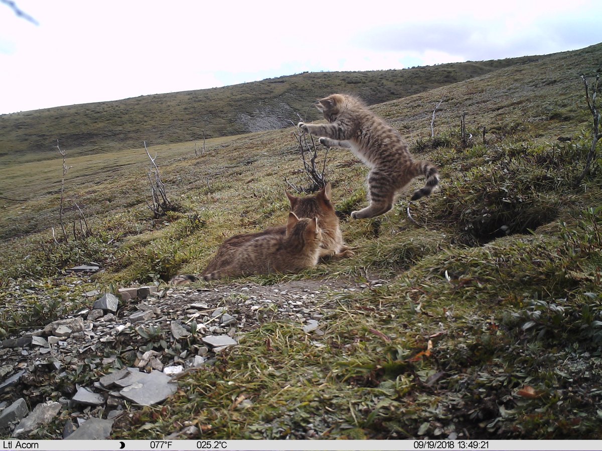 BirdingBeijing's tweet photo. Incredible footage of one of the world's most poorly known felids - CHINESE MOUNTAIN CAT - from Qinghai Province.  For the story, see https://t.co/BFHykochQt https://t.co/uwQXtnE27D