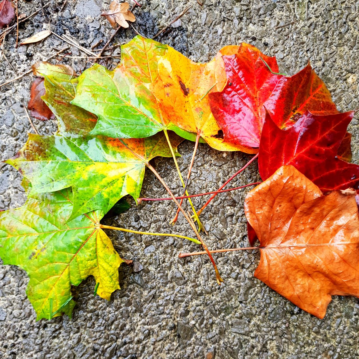 PremierForest's tweet photo. Shades of Autumn

After the sunshine's last hurrah earlier this week, it seems #Autumn is well and truly upon us - and with colours such as these at our feet, we're embracing it!

#FridayFeeling #Wales https://t.co/qjMy6aqiA5