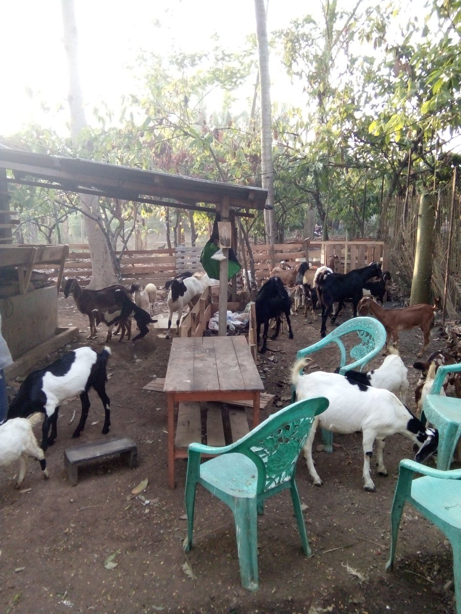 Pesan kambing ya di <a href="/GosheepID/">Gosheep Indonesia</a> di timbang dianter dibayar di BandarLampung #JumatBerkah #PesonaSawahluntoMusicFest #SANDIwaraPrabohong #80ThnSinarMas #MataNajwaSatuatauDua #2019GantiPresiden #bandarlampung #MataNajwaSatuatauDua #lampung