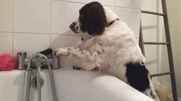 k! News Deutsch (@knews_deu) on Twitter photo Gemeiner Hund lässt kaltes Wasser in die Badewanne Gemeiner Hund lässt kaltes Wasser in die Badewanne