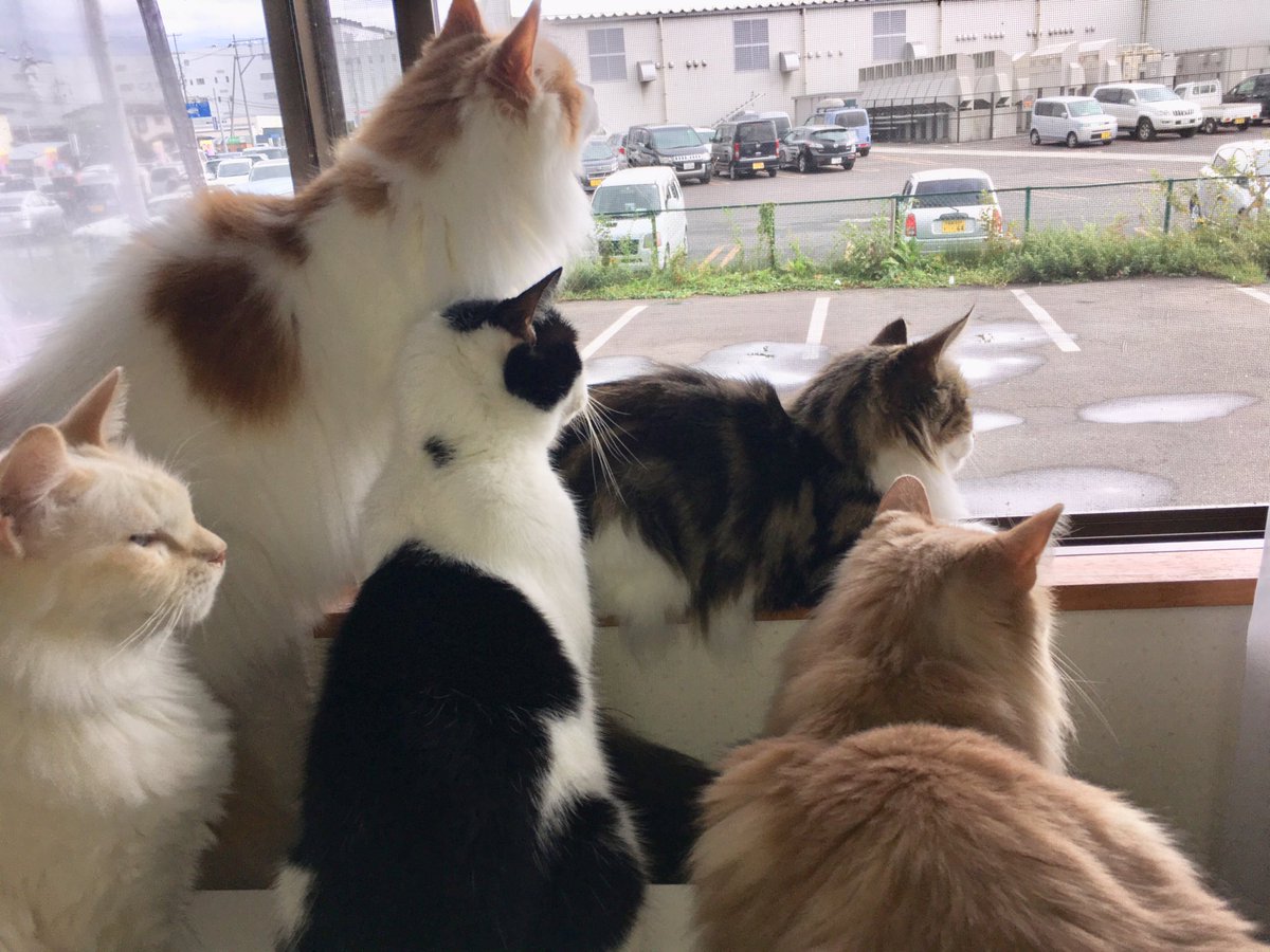 アミューズパーク会津 猫カフェ على تويتر あいにくの空模様 猫スタッフは外のカラスに釘付け アルテミスだけ目線が違うのは気のせいでしょうか D アミューズパーク会津 猫カフェ على تويتر あいにくの空模様 猫スタッフは外のカラスに釘付け アルテミスだけ目線が違うのは気のせいでしょうか D