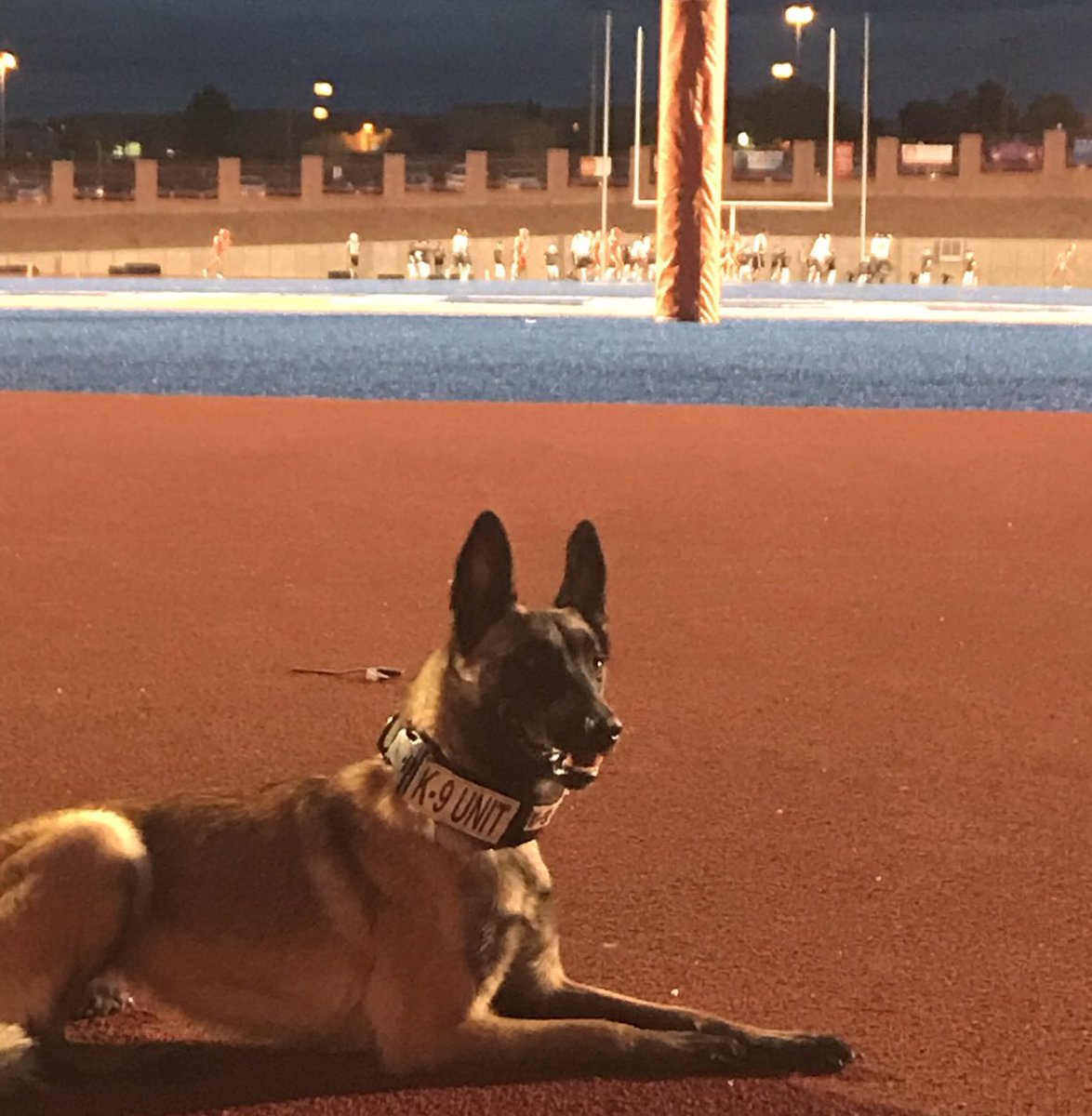 My K-9 partner taking a quick break from a long day, but still keeping our students, staff and visitors safe as she scans the area...🐕💪🏻 #K9Strong #CanutilloISDPoliceStrong