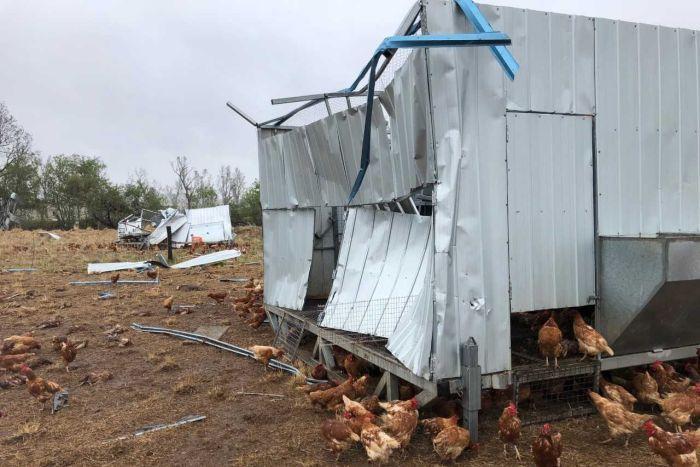 'Devastating' hail kills hundreds of chickens in Queensland town ab.co/2yz2ZXH