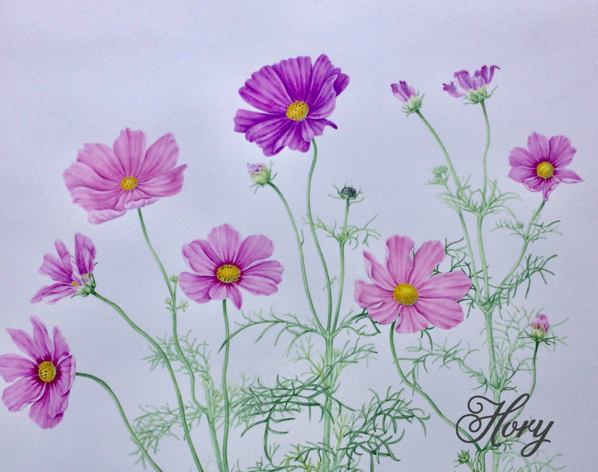 ホーリー على تويتر コスモス キク科 夏の花と秋の花の端境期に 綺麗に咲いてくれてたコスモスです コスモス ボタニカルアート 水彩画 花 イラスト T Co 9rlgpbg5wg تويتر