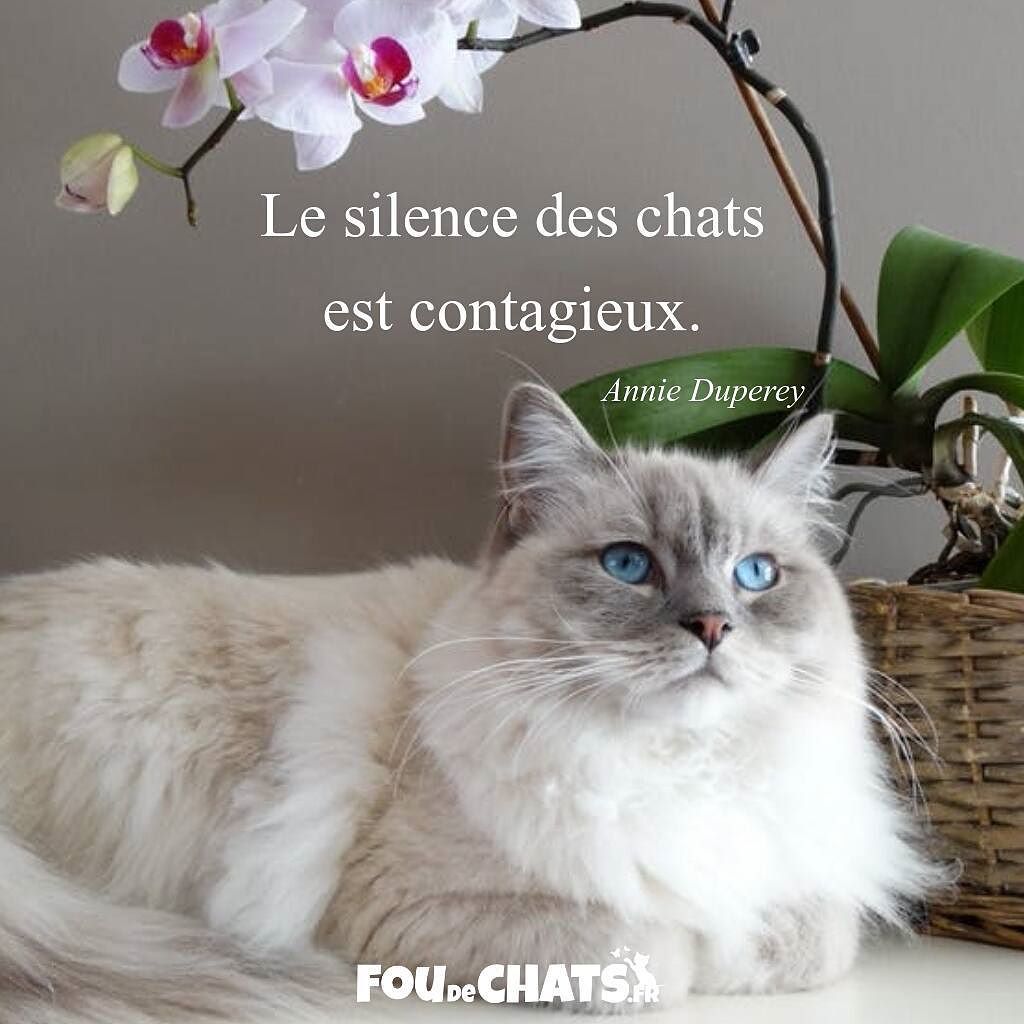 foudechats's tweet photo. Bonne journée les amis 😽💕 !
.
▶️ https://t.co/7zoa09cbmm  ◀️ Le chemin le plus sûr vers le bonheur.
.
💕 Nous rendons heureux tous les amoureux des #chats avec des #cadeaux originaux. 💕
.
#chat #chaton #amoureuxdeschats #jaimeleschats https://t.co/21urfhyhSr