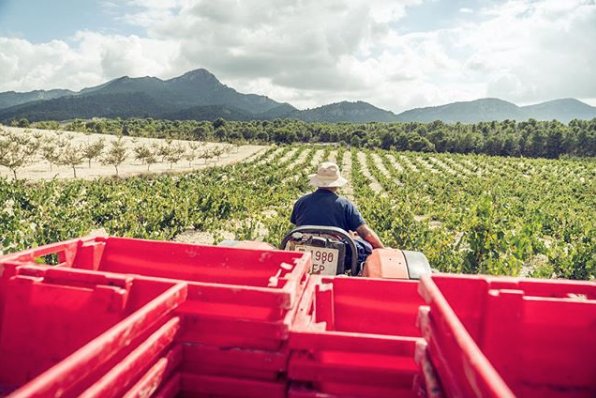 BodegasCasaRojo's tweet photo. Horizontes que son perfectos...
#LaMonastrellPerfecta #vinos https://t.co/DaYu8tVD4z