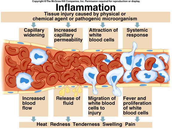 TheGPNursePrac's tweet photo. Excited to meet my new patho seminar groups (x2) today and get stuck into one of my favourite patho concepts......inflammation. The human body is a wonderful thing! https://t.co/f0U1VIqp5x