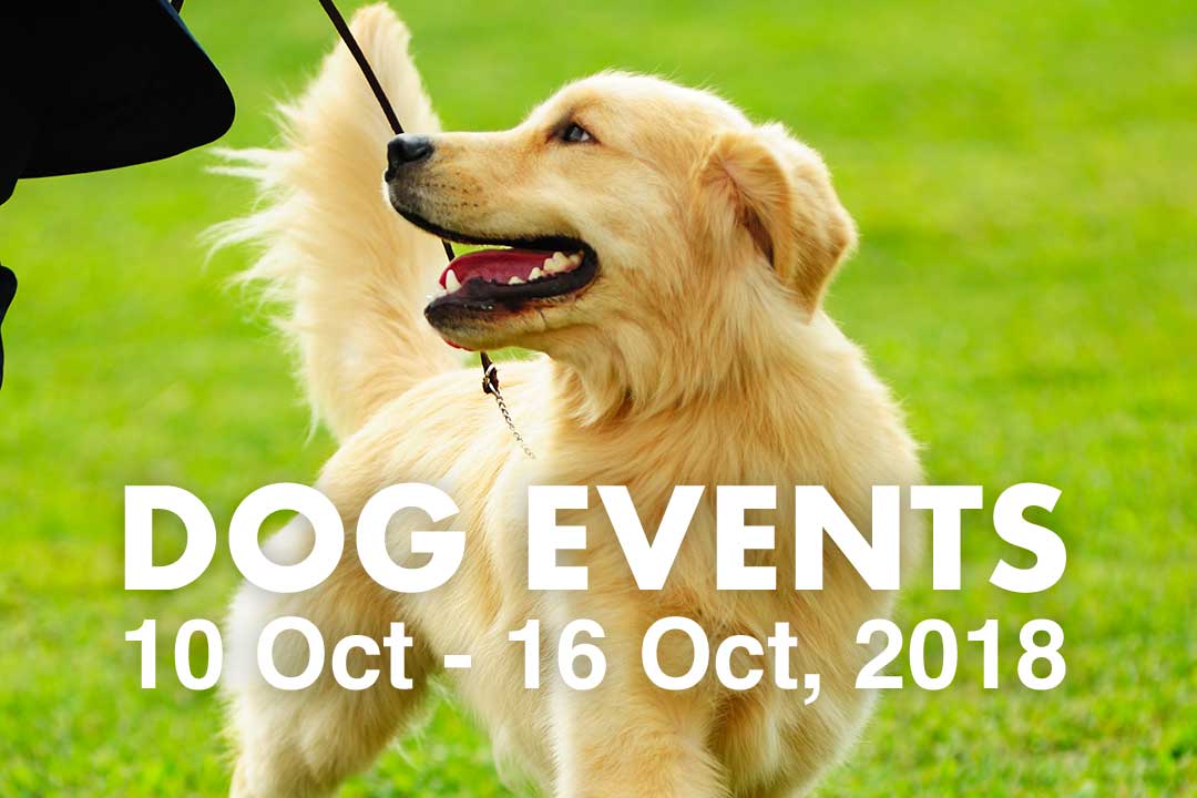 SDogelMagazine's tweet photo. In our new column, we look at the dog events and dog-friendly events happening around Australia this week. Canberra, Newcastle, Frankston and Whiteman Park. https://t.co/r6chi5Odnh https://t.co/mz8w1zWWXY