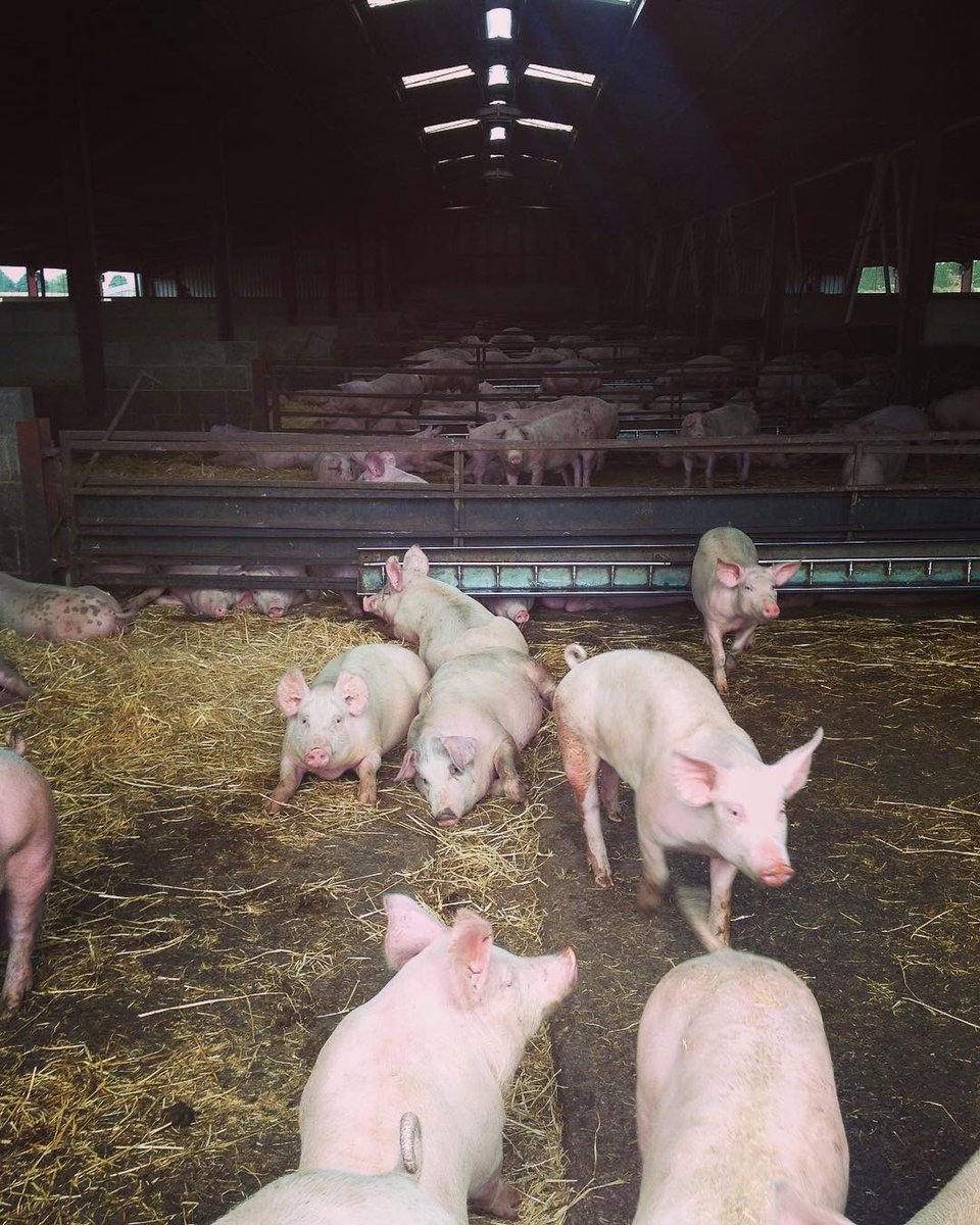 timtomdon's tweet image. #cadwellfarm is run by the brilliant Richard Davey. Their 3500 acres of farmland produces wheat, barley, pigs and turnips... Plus beautiful artwork from reclaimed timber by Kellie, Richard's wife! @FFC_Commission #ffccontheroad