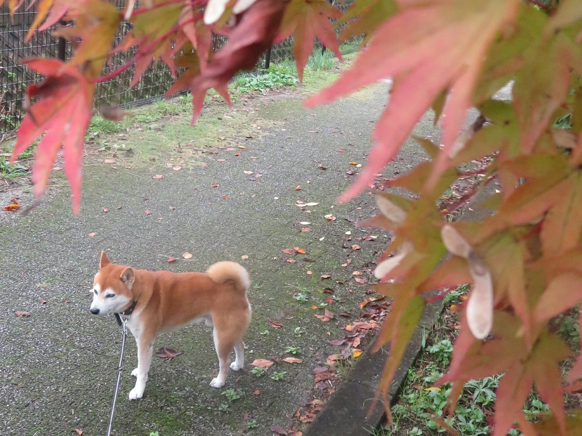 「初紅葉」
初めて色づく

「薄紅葉」
うっすら色づく

「斑(ﾑﾗ)紅葉」
濃淡が混じりあう

秋が深まりゆき、初紅葉に彩られた街を吹き渡る爽やかな風。紅葉の進み具合を気にしながら、その折々の色合いを楽しむぞ。

パルも秋色やね❤️
#四季折々に想うことを