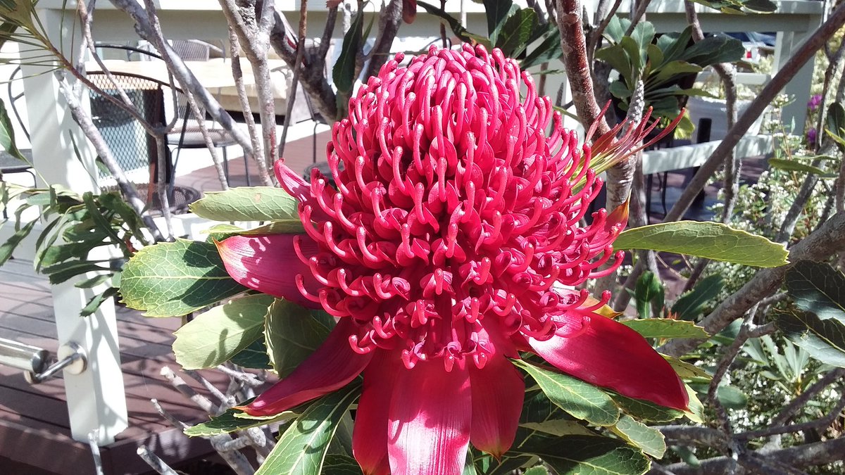 pfwaus's tweet photo. #Australian native #wildflower #NSW #Waratah in spectacular bloom at the #SublimePoint Cafe atop the #Illawarra Escarpment #WildOz #nature #NewSouthWales #Australia #travel #Flowers #ilovesydney https://t.co/wad77eEWhQ