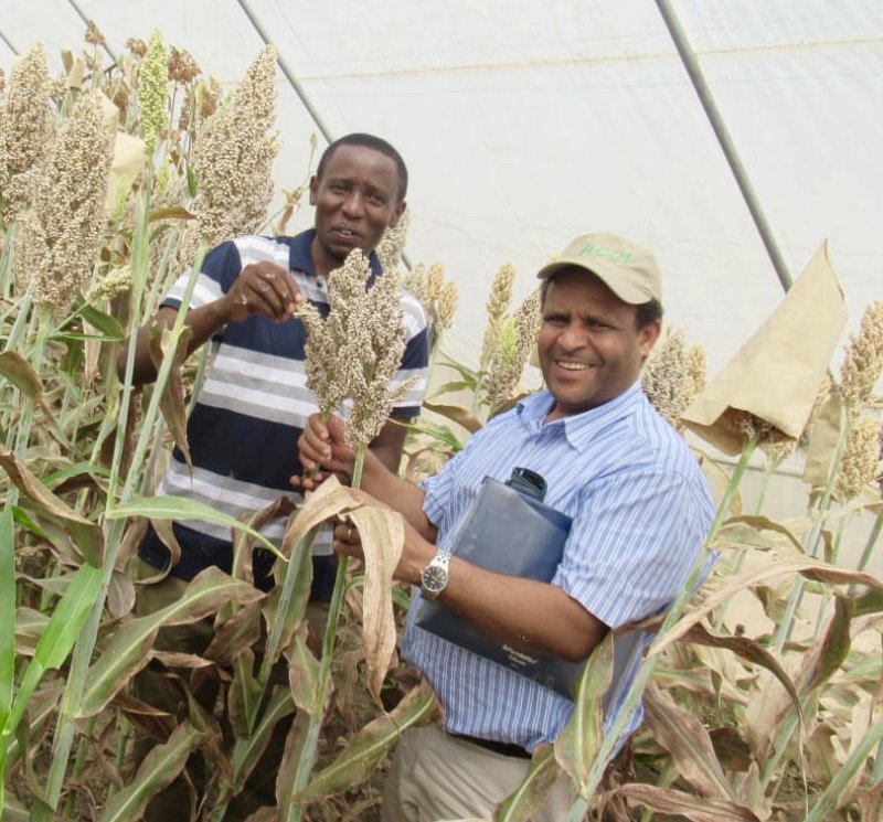 AfricanCrop's tweet photo. In Tanzania Prof Hussein Shimelis (right) caught up with graduate, Dr Emmanuel Mrema, who will soon be releasing two new elite varieties of sorghum he's bred that are high-yielding, Striga-resistant and FOS-compatible. #plantbreeding #sorghum #Striga https://t.co/PY0Xp90ykr