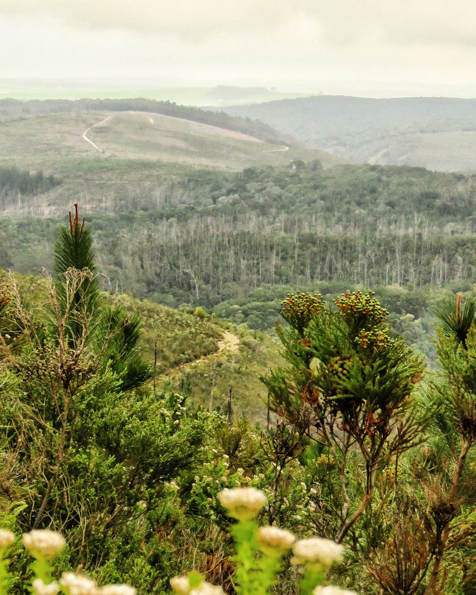 gotravelbug's tweet photo. My week in the #gardenroute 
Love where we live!! Happy Firday #FridayFeeling
@AnjeRautenbach @travelopulent @GoSocialSA @VisitSA_UK @Monique_PR_ @SouthAfrica @GoToSouthAfrica @deoudehuize @DoroLef @StephanieMarthi @tulipandphoenix @TourvestDM @southafricaTO @livingitupct https://t.co/UwuNWGHObe