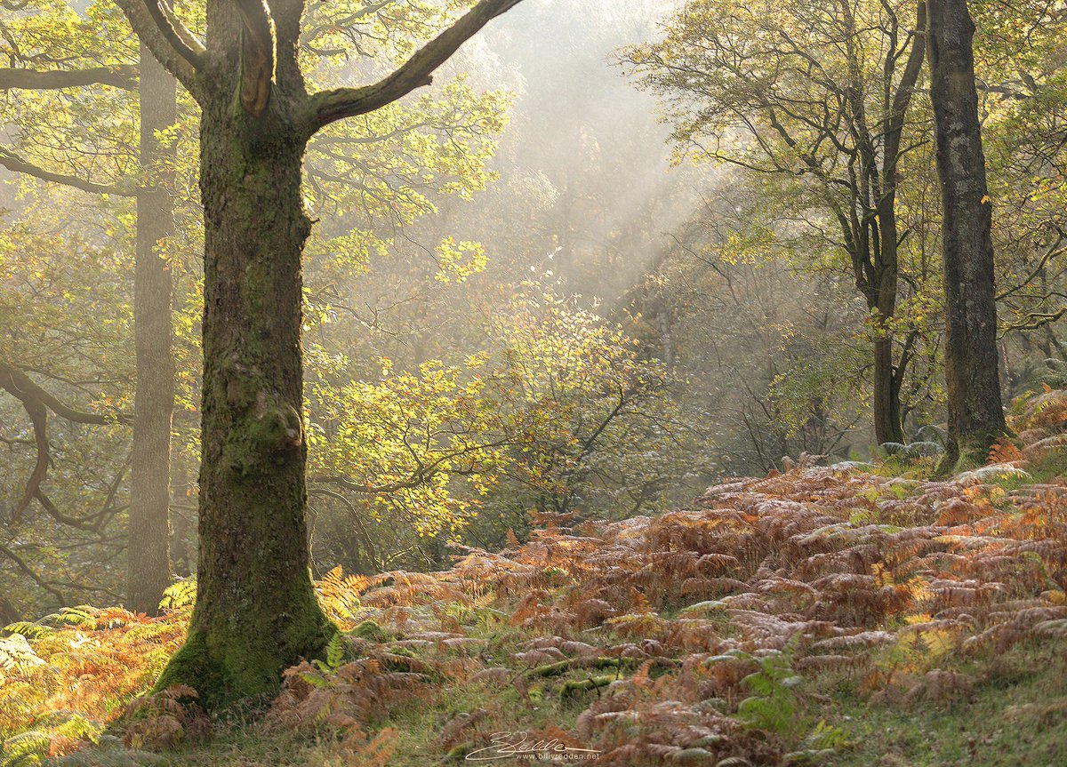 An image from a lovely ten minutes around the road side at Hodge Close on Tuesday morning. Still way off getting the hang of taking and processing woodland shots but there's only one way to improve 😉 #lakedistrict #thelakes #sunrise #MistyDay