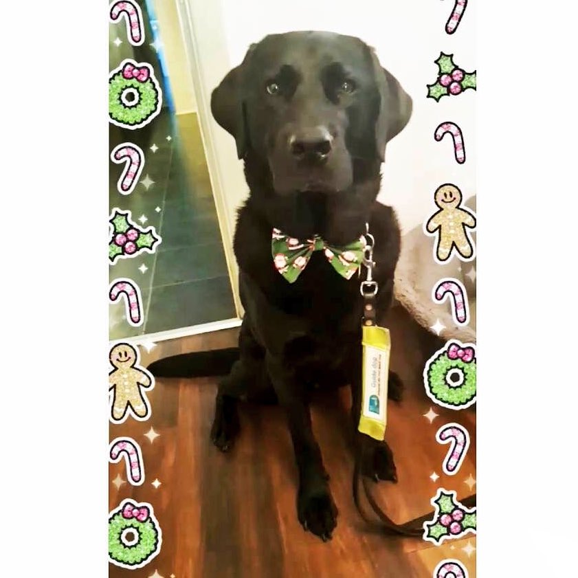suemooney2017's tweet photo. My guide dog Ollie gave me my life back. He’s given me my independence which has helped with my depression and panic attack’s. Feeling safe to go out alone is everything. The happiness he’s bought to me is immeasurable. @GDlpool #GuideDogsWeek https://t.co/ItfLcNeyuV