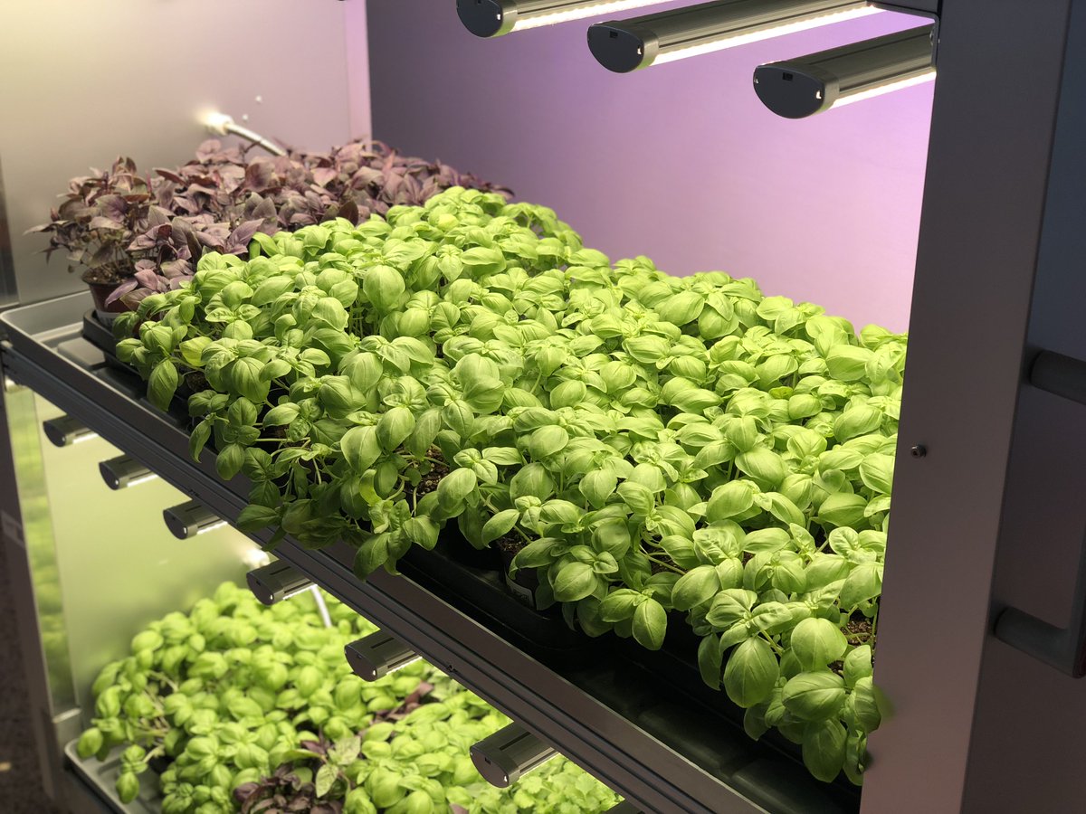 GndSolutions's tweet photo. Great days at this year's REFAB conference - special thanks to the nova-Institute for hosting a successful event! 

#refab2018 #microgreens #horticulture #gndsolutions #container #ledgrown #sun #sunlight #healthylifestyle #basilikum #verticalfarming #verticalgarden https://t.co/h5OLd7p8rY