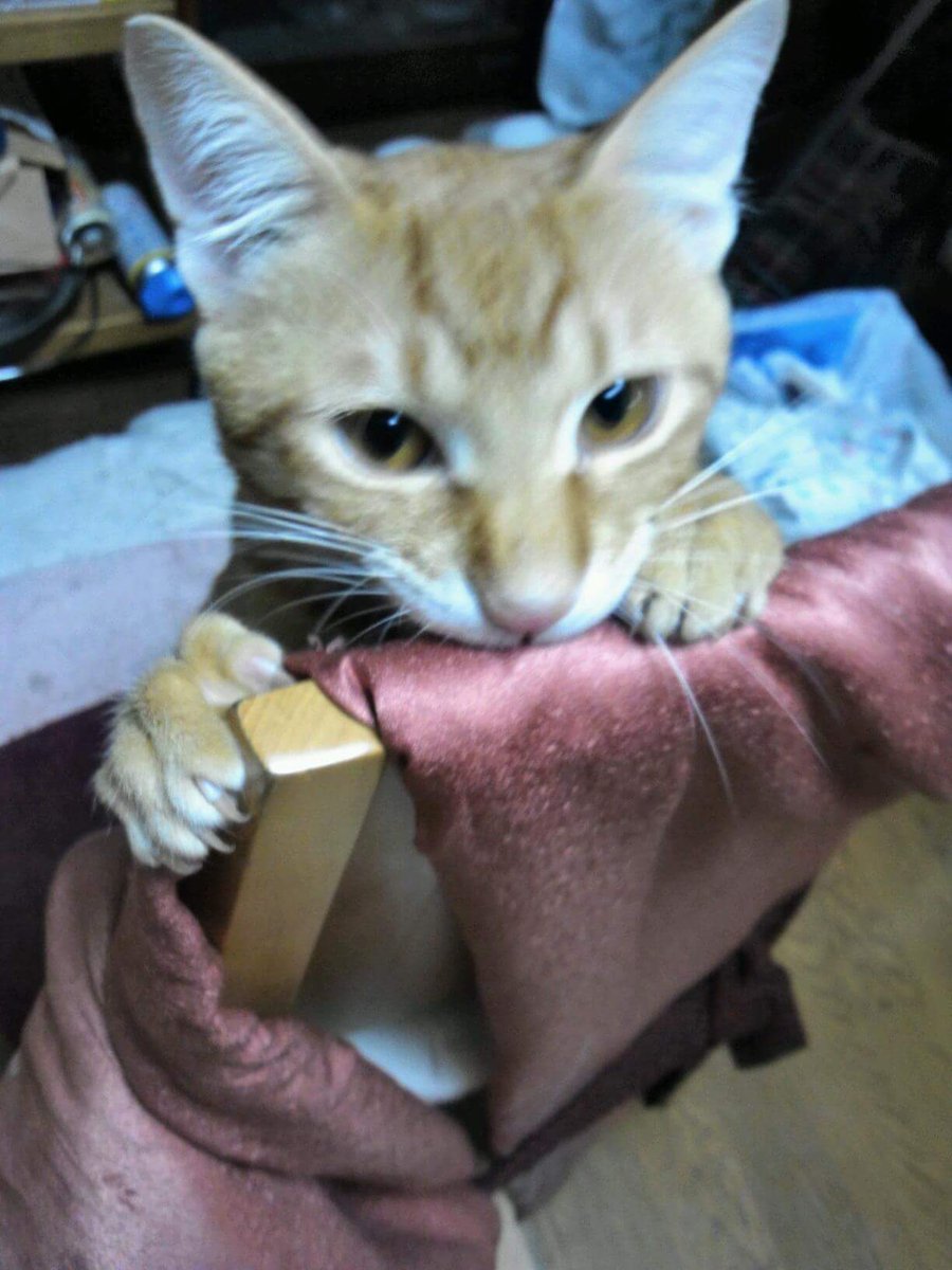 あやこ 兄妹ねこ捜索中 フォロワーさんの大事な猫ちゃんが迷子 その悲しさや自分を責める気持ちがすごく分かるから私も辛い 不安 私の兄妹ねこも迷子になって5年経つ ポスター貼り チラシポスティング 聞き込み ペット探偵 チャリぶっ飛ばして猫