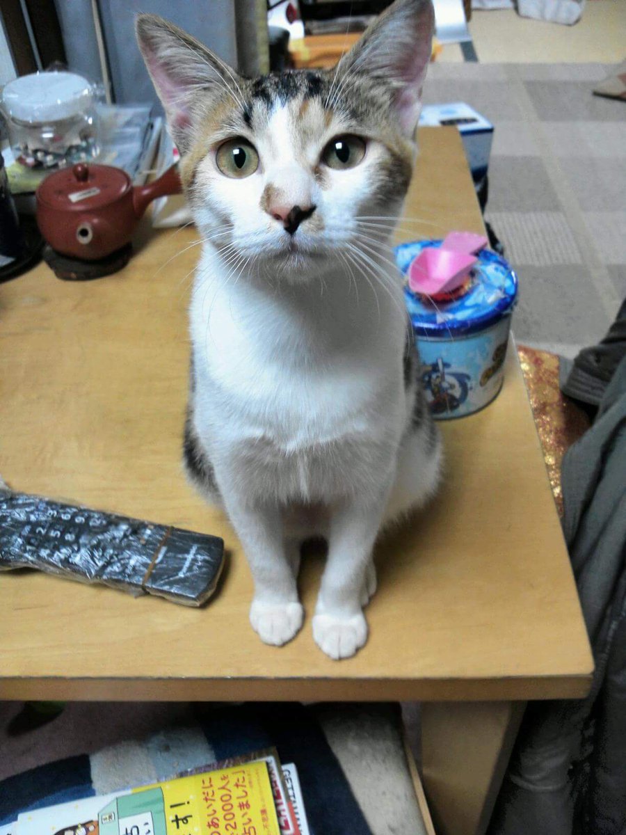 あやこ 兄妹ねこ捜索中 フォロワーさんの大事な猫ちゃんが迷子 その悲しさや自分を責める気持ちがすごく分かるから私も辛い 不安 私の兄妹ねこも迷子になって5年経つ ポスター貼り チラシポスティング 聞き込み ペット探偵 チャリぶっ飛ばして猫