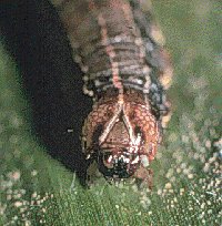 aatfafrica's tweet image. Did you know that without appropriate action, #FallArmyworm could cause 21-53% 🌽yield losses in 12 African countries in 5 years?  @aatfafrica @WEMAPartnership @OfabAfrica @IITA_CGIAR @CABI_Plantwise @TaatIita #FromPlanToAction meetings on #ControllingFAW happening #Nairobi 🇰🇪