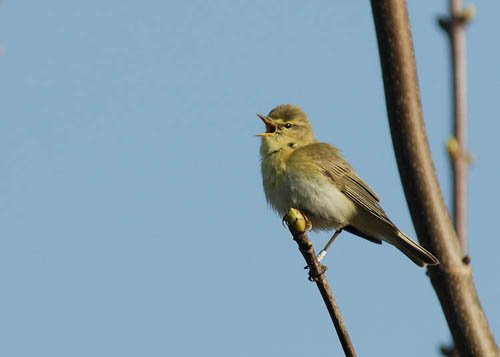 Migrant Landbirds tweet media