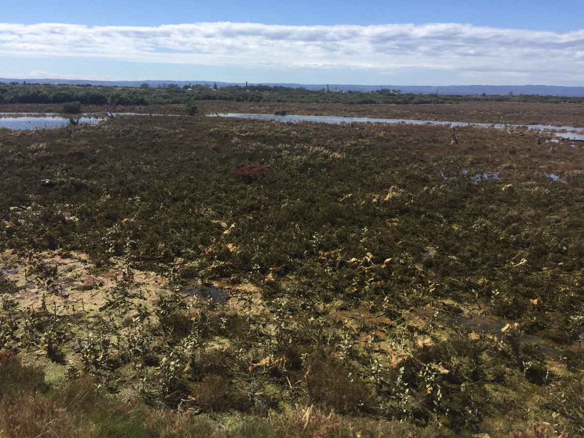 BronGillanders's tweet photo. From #ASFB2018 to @CoastalCarbonSA #fieldwork with @Alice_R_Jones and others - #Drones, #mangroves, #salt-marsh https://t.co/PwQUngGGZ7