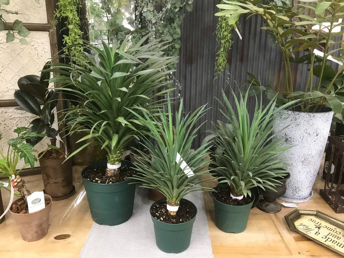 ジョイフル本田 ガーデンセンター Na Twitteru 守谷店ガーデンセンター ユッカ デスメティアナが熱い またまた再入荷 耐寒性があるので屋外でも育てられます 観葉植物 インテリア 園芸店