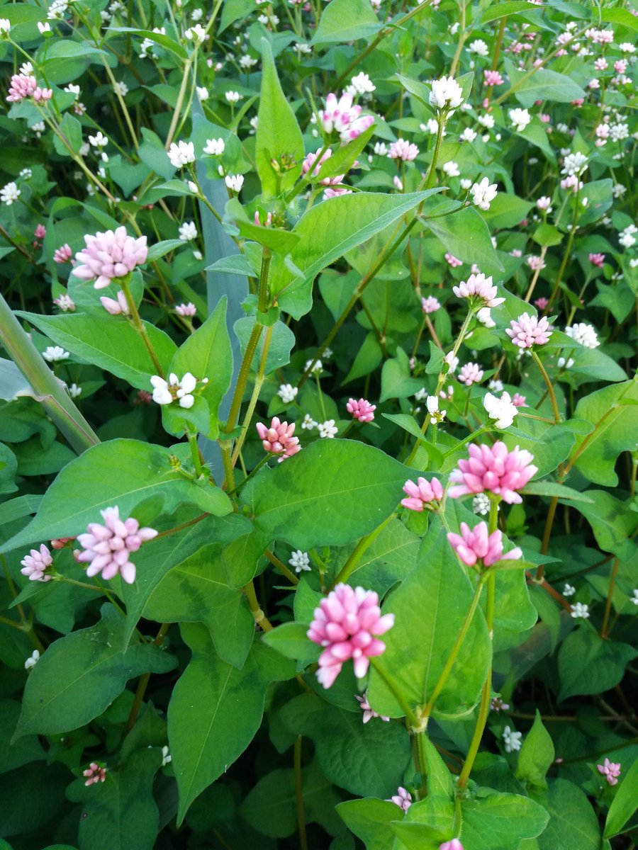 사람이 풍경으로
피어날 때가 있다 앉아있거나
차를 마시거나 잡담으로
시간에 이스트를 넣거나
그 어떤때거나
사람이 풍경으로
피어날 때가 있다
그게  저혼자 피는 풍경인지
내가 그리는 풍경인지
그건 잘 모르겠지만
사람이
풍경 일때처럼
행복 한때는 없다

♧_사람이 풍경으로 피어나,정현종