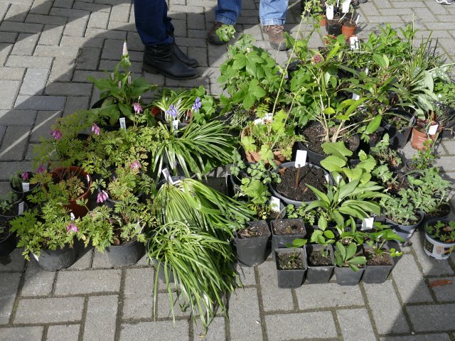 GroeiBloeiGouda's tweet photo. Zaterdag 27 oktober a.s. vanaf 10 uur: onze najaars planten- en zadenruilbeurs bij Ernst Baas Hoveniers in Waddinxveen. Meer info: https://t.co/nxMPXiqUlW https://t.co/kEOGeVQWsy