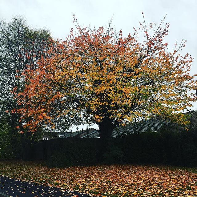 #autumn