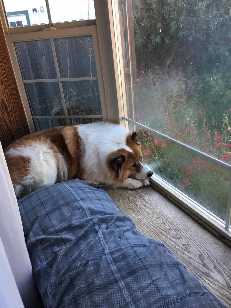highsix's tweet image. Corgi con is this weekend and I&apos;m gonna be stuck at work. Me and caroline always wanted to take kenji there because he looks like a big corgi. I think he knows we cant make it. #corgicon2018