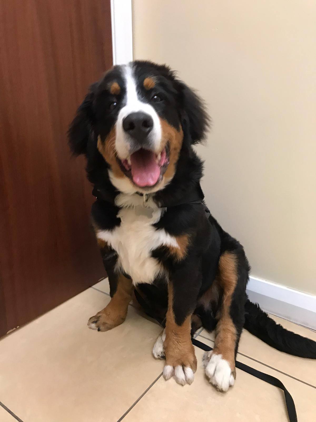 6 month old hotsell bernese mountain dog