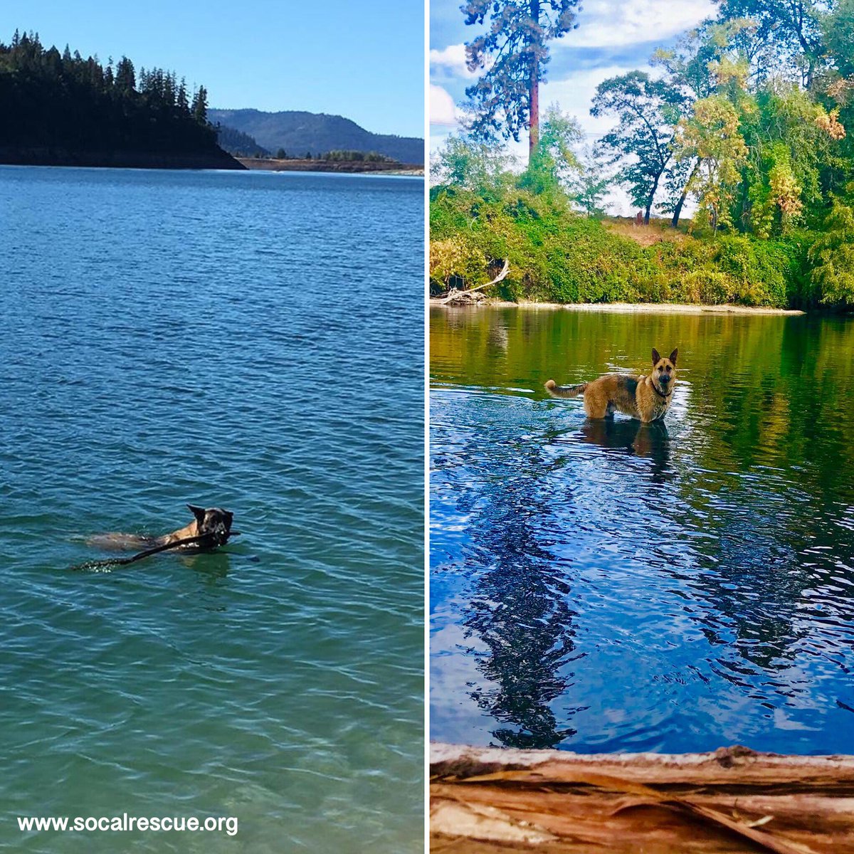 Just beautiful! Two different posts of two different rescues we had the honour of helping, out enjoying the beauty of their lives in two different spots. Makes Rescue worth it.
#scgsr #socalrescues