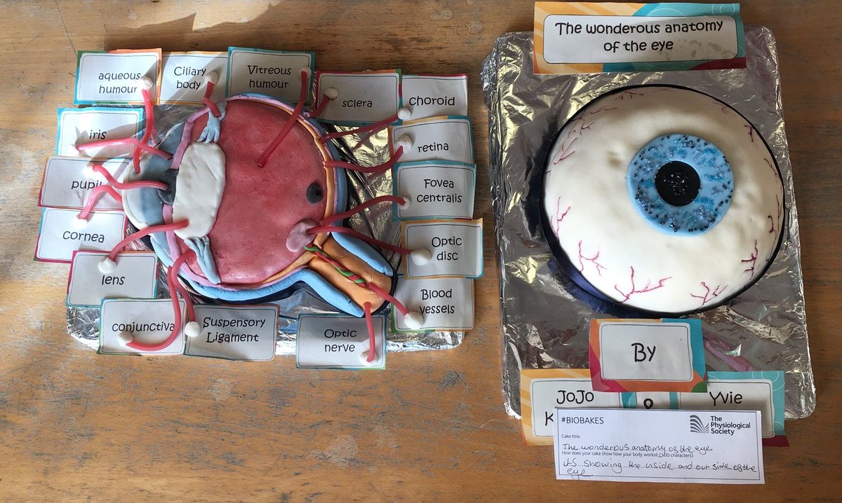 PhySoc's tweet photo. Our final winner is the Wonderous Anatomy of the Eye entry which had the highest number of votes and so has won the Public Choice award! Congratulations to JoJo Knechtli & Yvie Woods! #biobakes18 https://t.co/4rzUiYBtRT