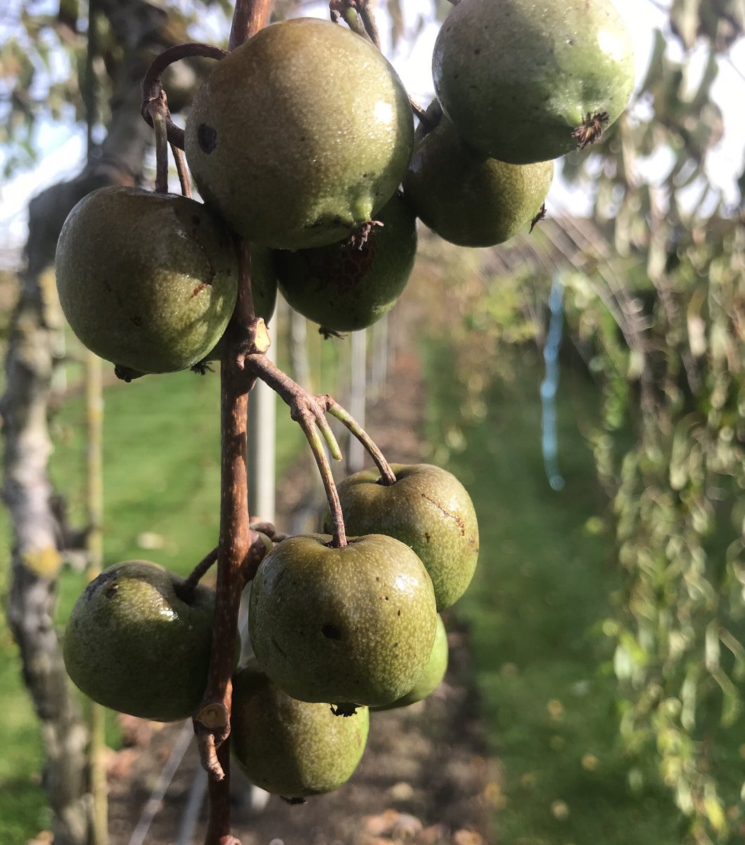 FDebersaques's tweet photo. Laatste #Kiwibes ras geplukt in de #UGent proeftuin Bottelare. Cijfer- en interpretatiewerk van de oogst kan beginnen! #kiwiberry #Minikiwi #superfruit #superfood https://t.co/80M1Bb96wh